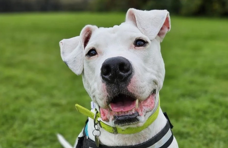 deaf-dog-learns-sign-language-whilst-waiting-for-adoption